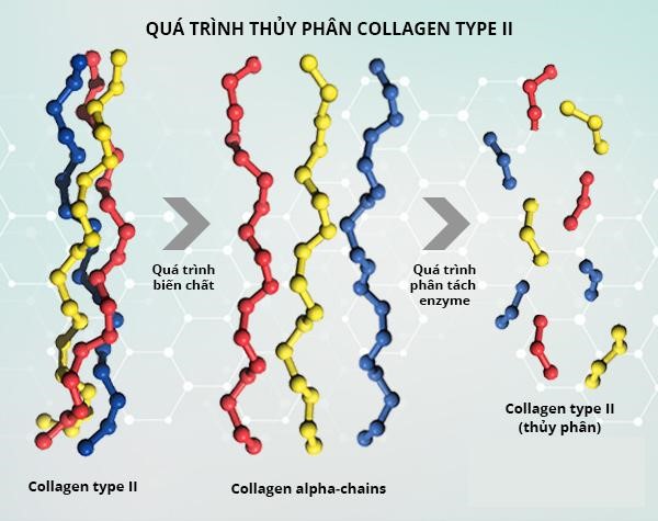 quá trình thủy phân collagen type II