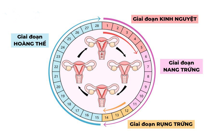 giai đoạn hoàng thể trong chu kỳ kinh nguyệt