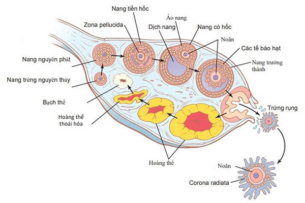 vô sinh do suy hoàng thể