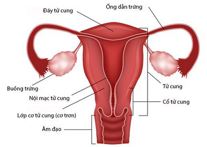 vai trò của buồng trứng